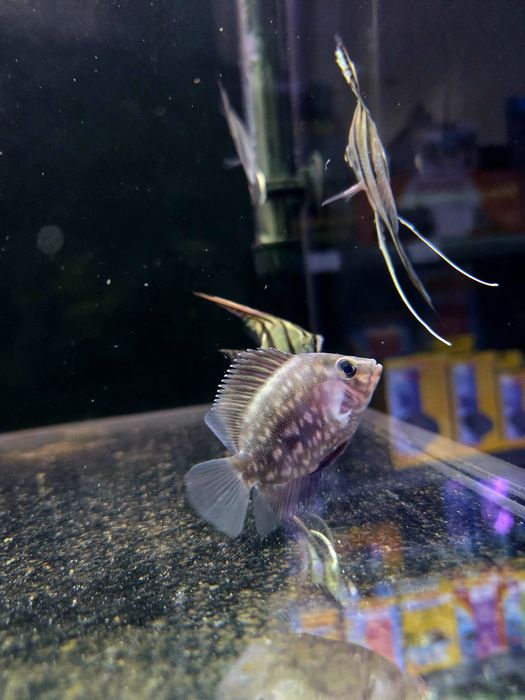 Pielęgnica uaru (Uaru amphiacanthoides)