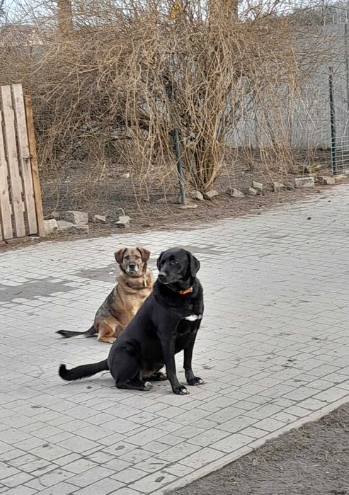 Zojka kochająca młoda suczka szczepienia, sterylizacja  ADOPCJA