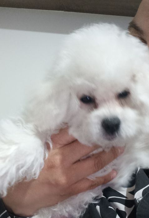 Bichon frise suczka  FCI ZKwP