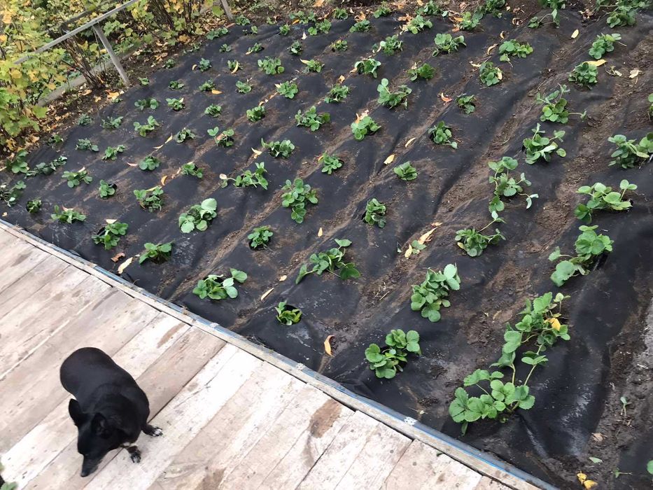 Дача в космическом микрорайоне