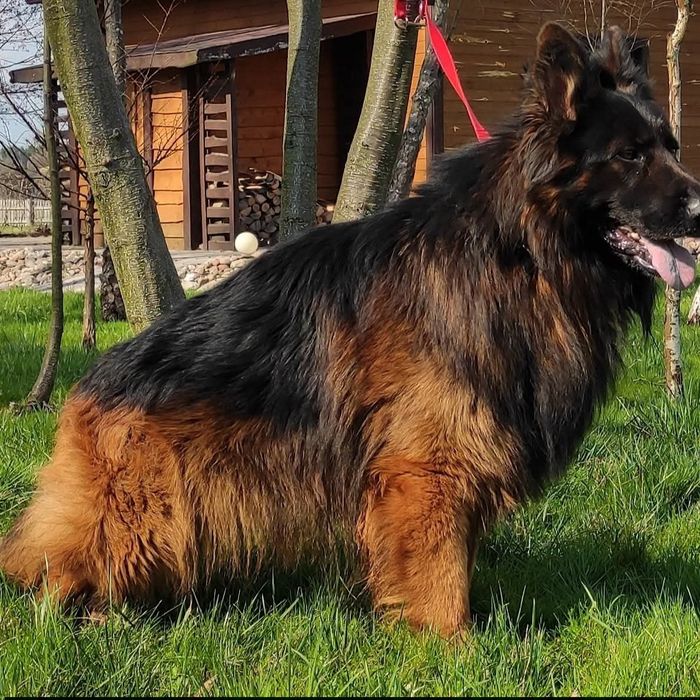 Owczarek niemiecki długowłosy SUCZKA gotowa do odbioru