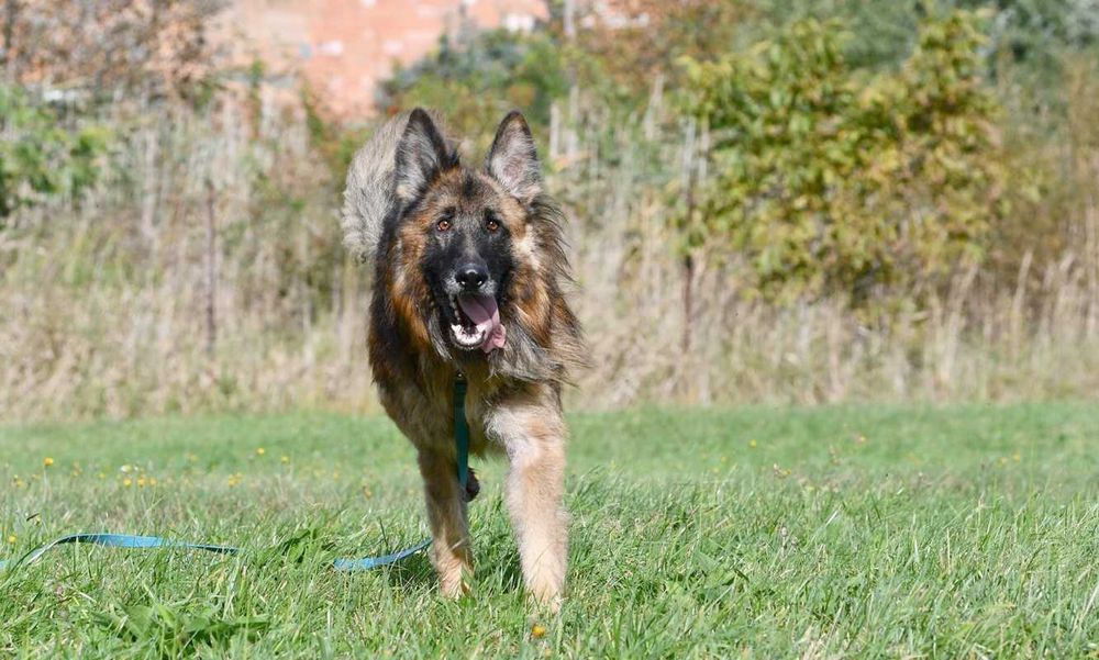 Teo szuka domu, pies, owczarek niemiecki