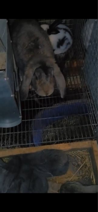 Самичка француський баран