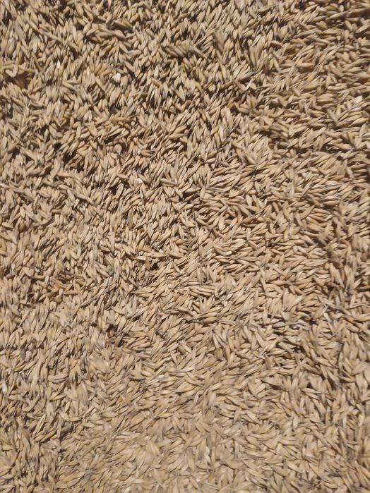 Sprzedam Owies Bingo tegoroczny