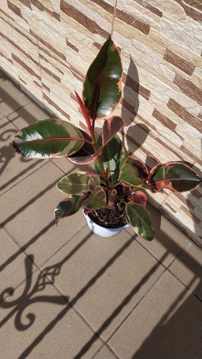 ''Belize'' figowiec sprężysty, fikus