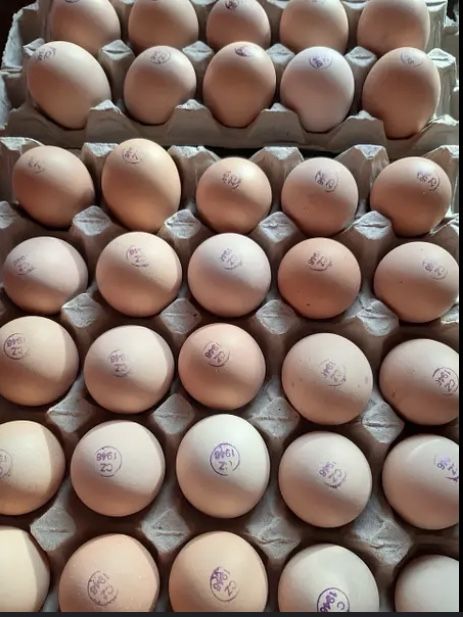 Інкубаційні яйця Бройлерів Кобб -500