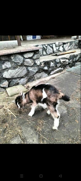 Продам козенят недорого
