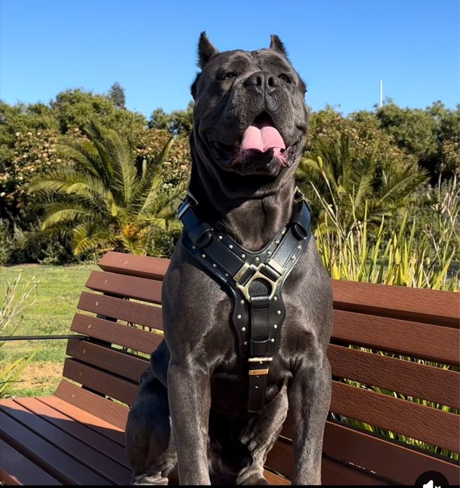 Вʼязка Cane corso Italiano