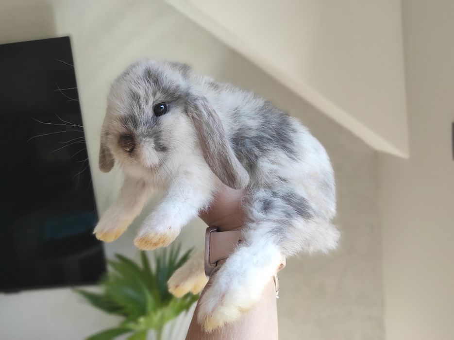 Mini Lop Czystej Rasy Malutkie Króliczki z WYPRAWKĄ