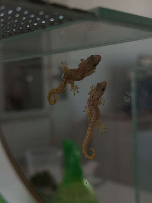 Dwa gekony płaczące