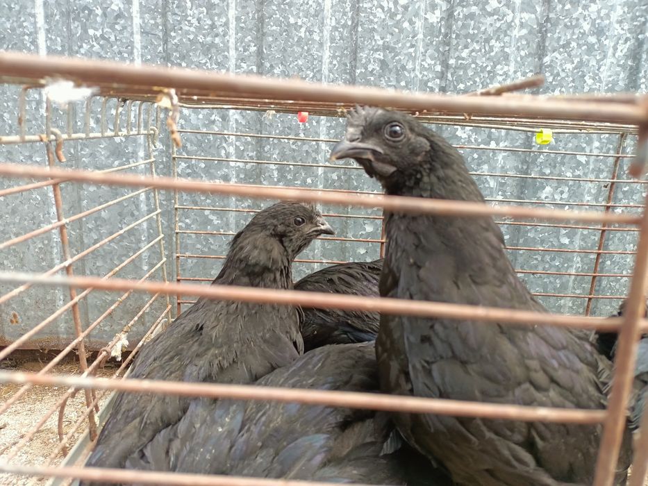 Ayam cemani  kury ozdobne 2026r
