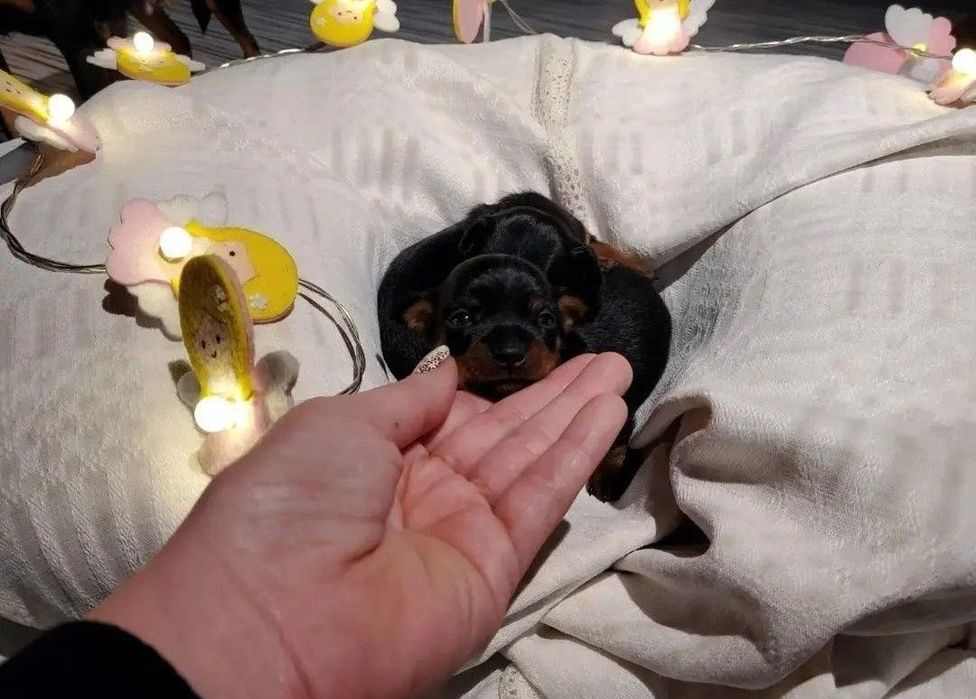 Praski Ratler Ratlerek XXS miniaturka (nie pinczer miniaturowy) mini