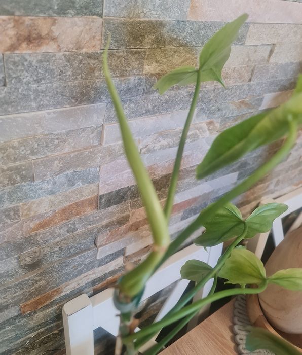Philodendron Golden Dragon mint,cała roślina,61cm