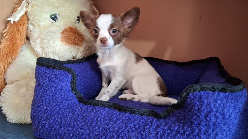 Хлопчик чіхуахуа.