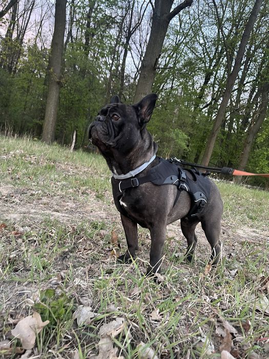 Pilnie szukam domu tymczasowego