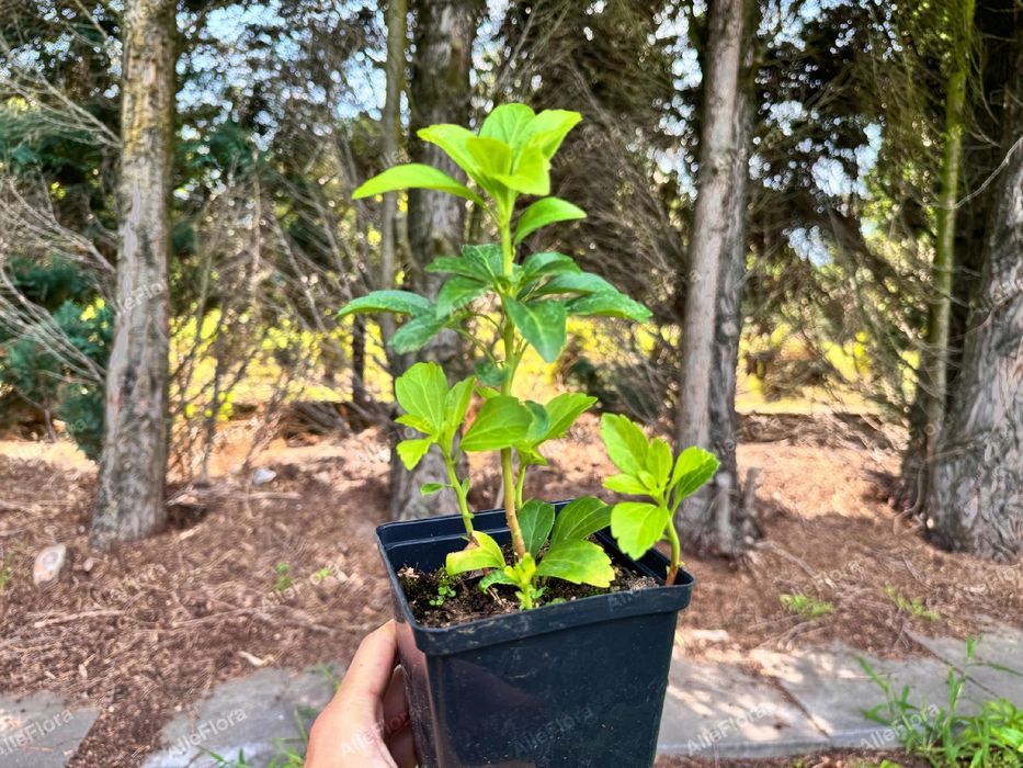 Runianka japońska Zielony Dywan (Pachysandra terminalis) Doniczka 1.0L