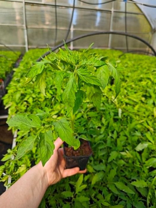 Sadzonka Pomidor GIGANT