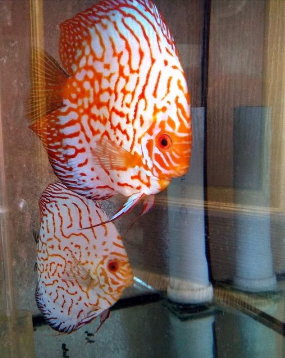 Продажа дискусов