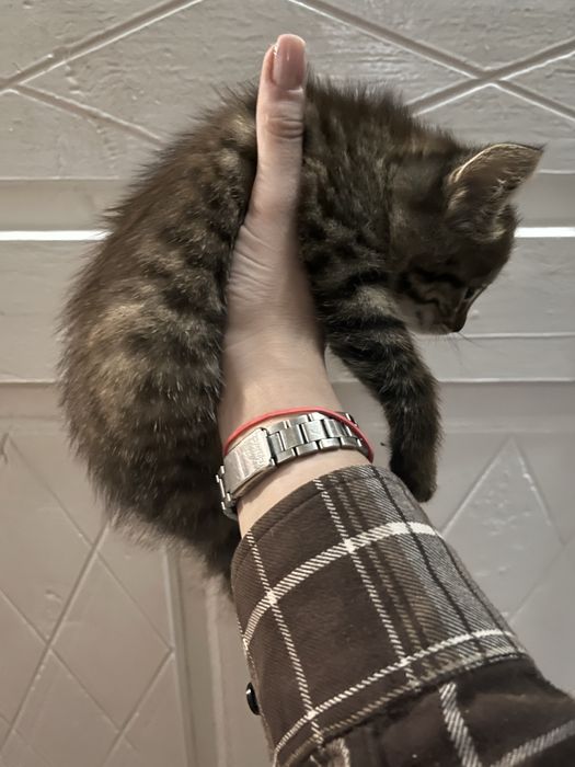 Кошеня/кіт/котик