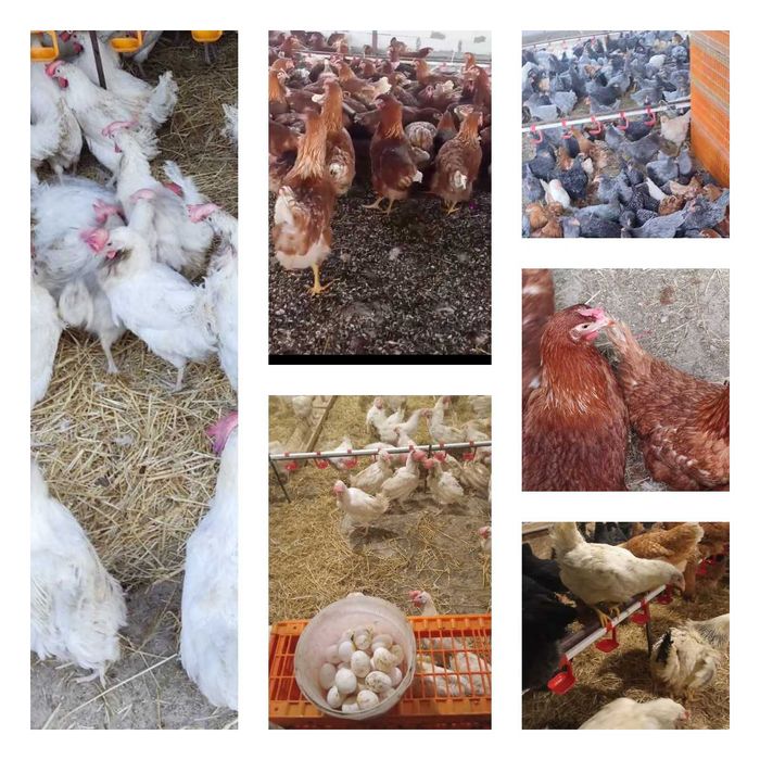 Продам кури несушки! Доставка безкоштовна. Мала Виска!