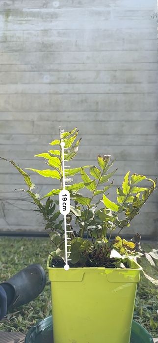 Feto/ Samambaia Cyrtomium fortunei