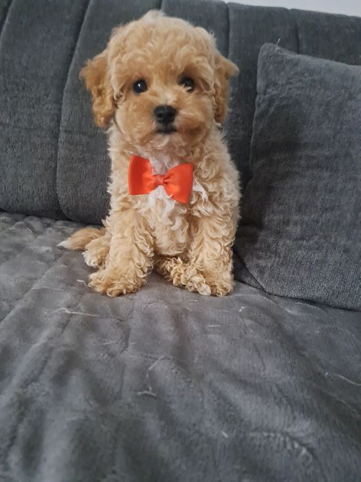 Maltipoo uroczy chłopczyk