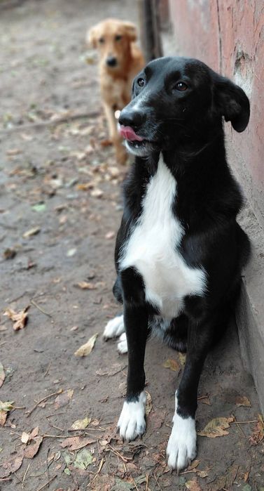 В добрі ручки гарна дівчинка.
