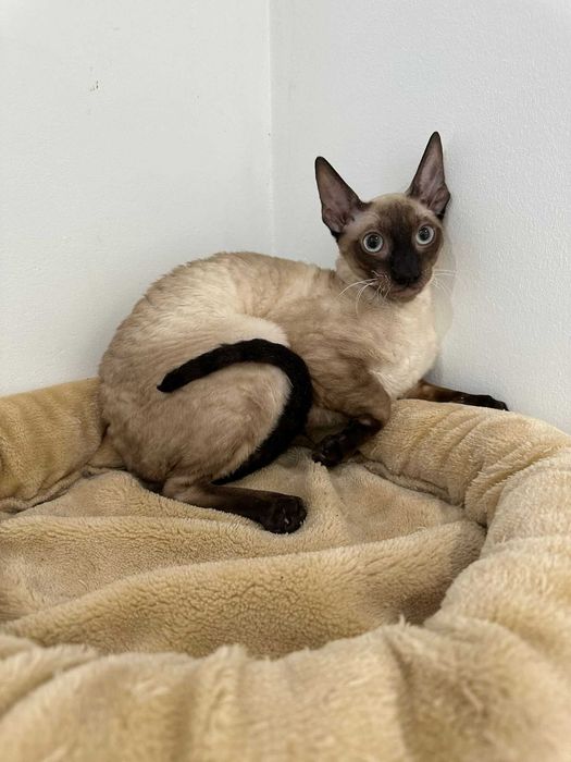 CORNISH REX - Dostępny kocurek o imieniu FENDI Hodowla: MatiMalwa*PL