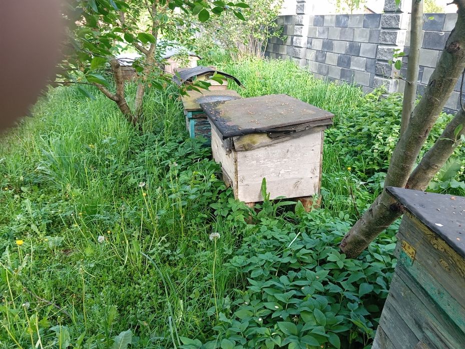 Продам вулики дадан