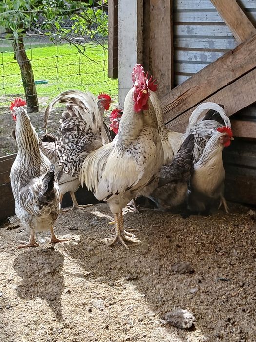 Бірківська барвиста інкубаційні яйця курей.