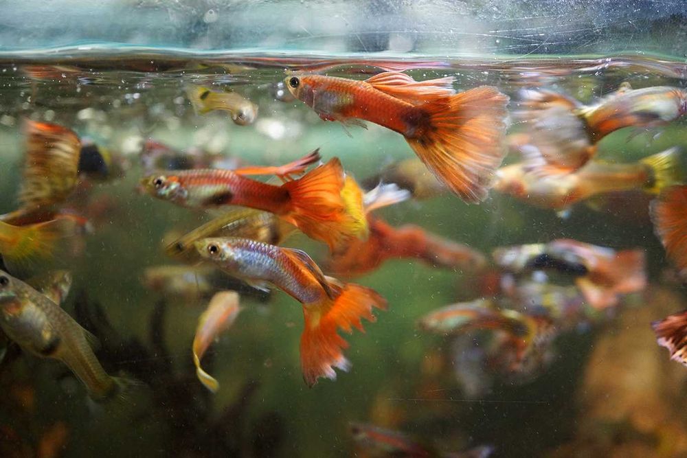 Peixes de aquário Guppy