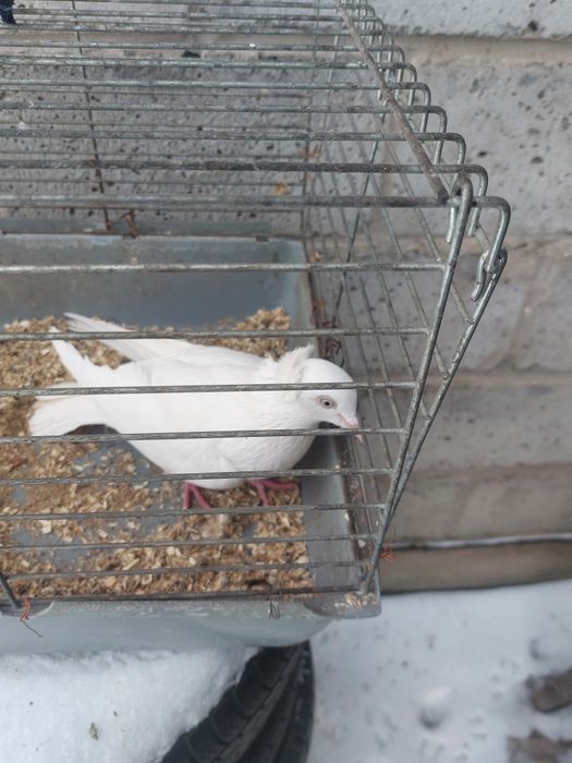 Perłowy masłowy samiec