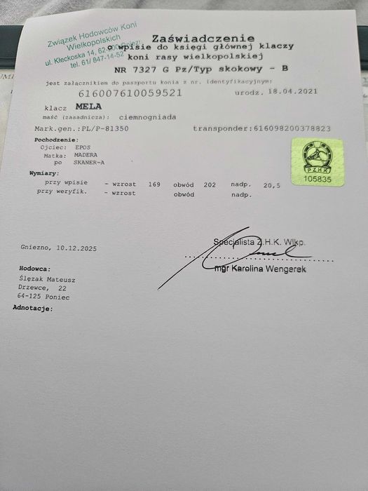 Klacz Wlkp. z licencją. REZERWACJA