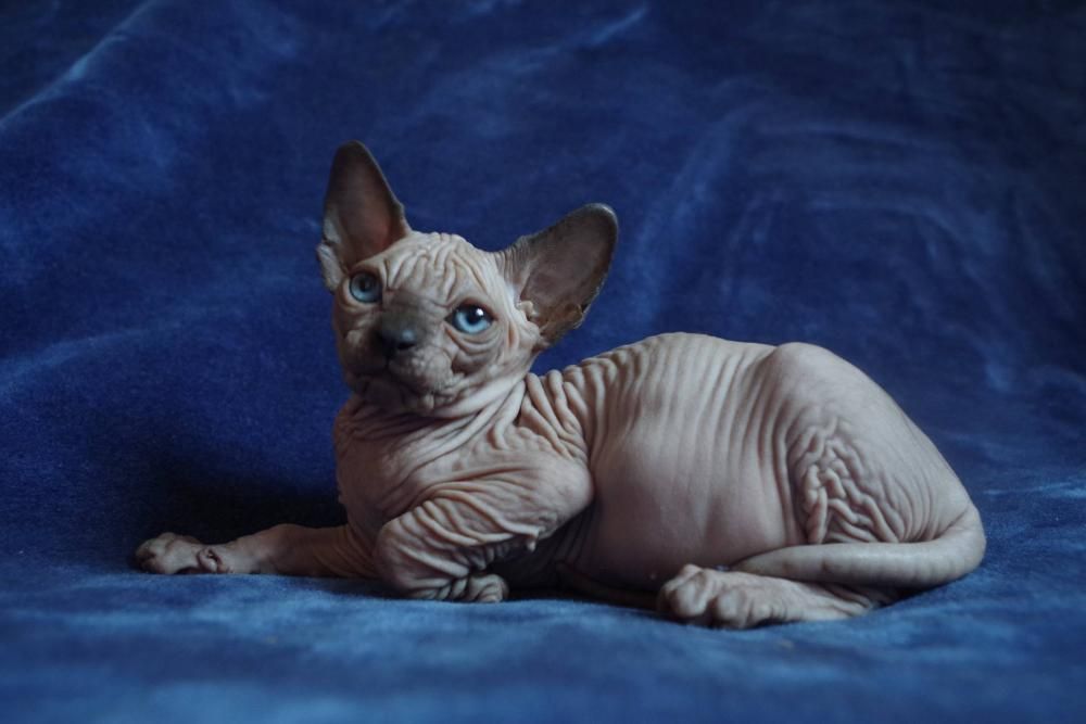 Lipiec ℹ️ Kochany 9x Miziasty maluszek Sphynx Sfinks Wwa / Sosnowiec