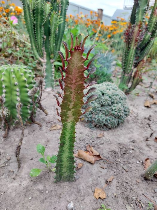 Кактуси Еуфорбія трігона рубра