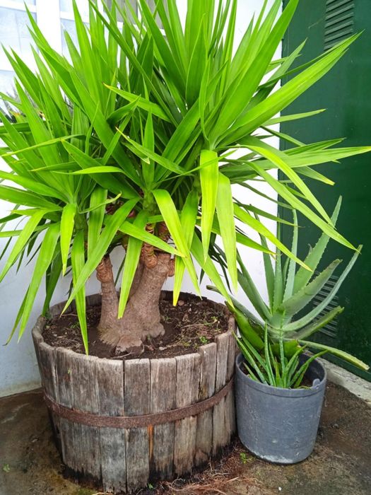 Vendo yuca grande, bonita para jardim