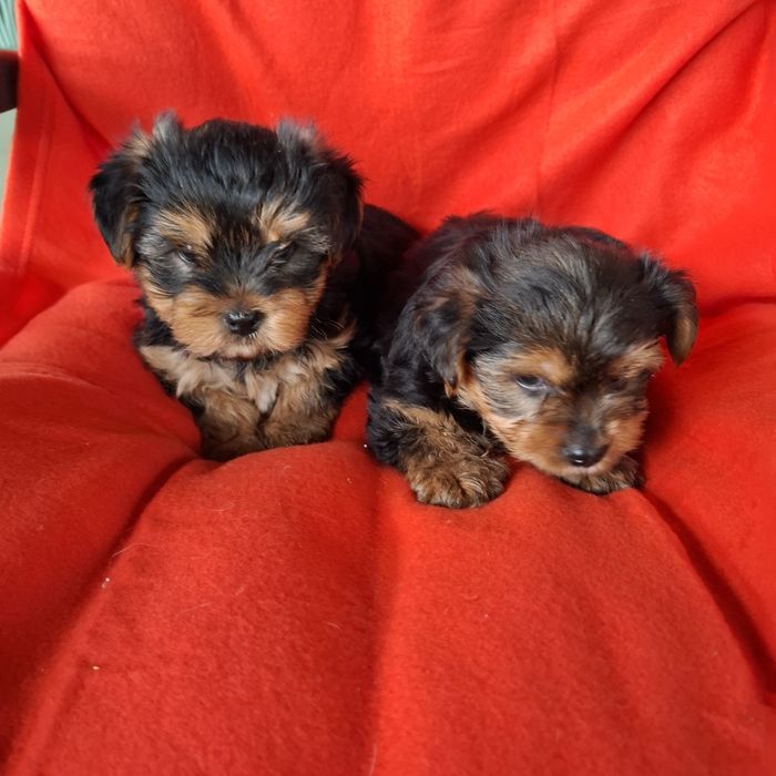 Yorkshire terrier rodowód +wyprawka