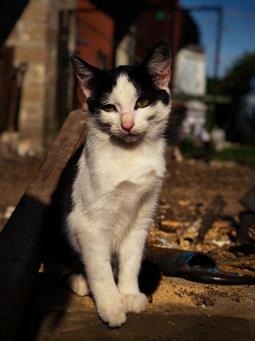 Oddam kotke w dobre ręce