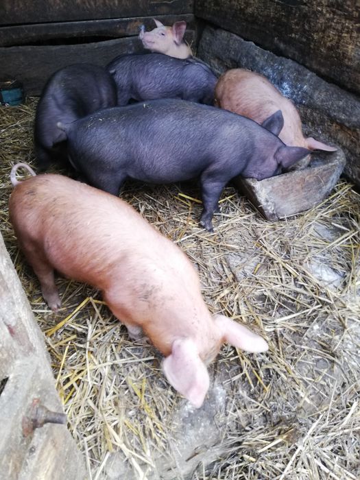 Продам  Поросята