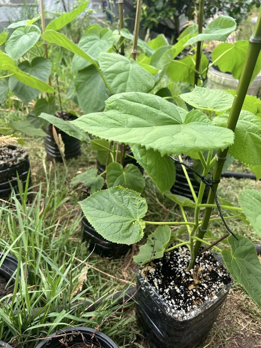 Paulownia elongata