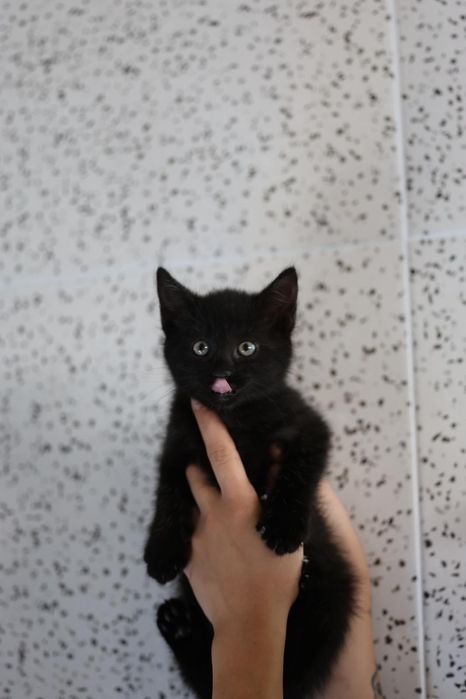 Do adopcji kocięta