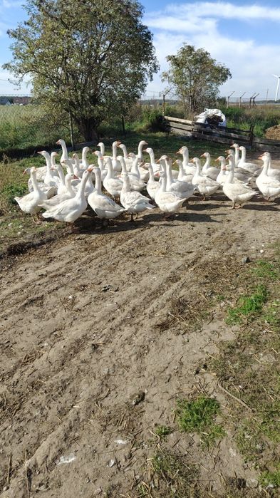 Gęsi koludzkie na św.Marcina.