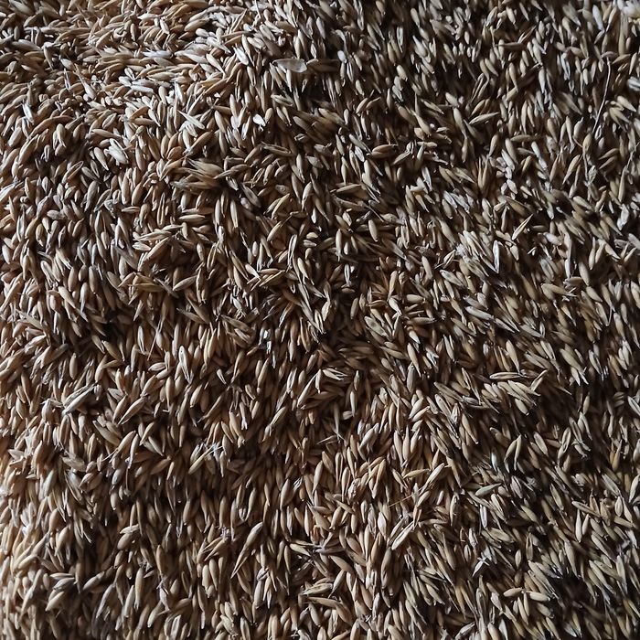 Owies Mieszanka zbożowa