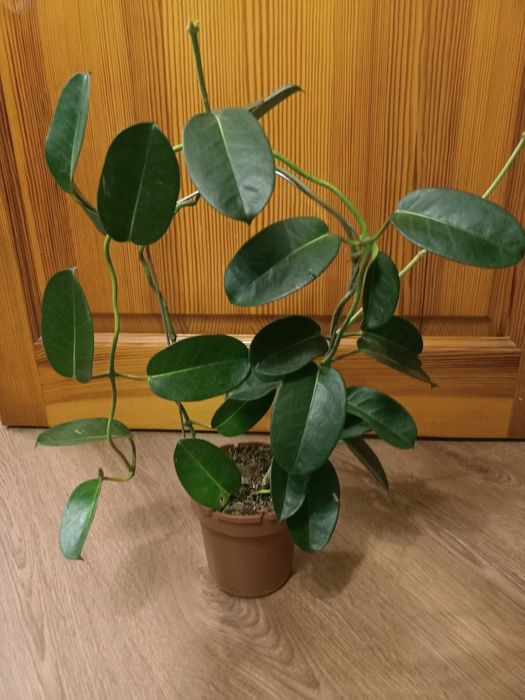 Есть Хойи разного сорта,есть вариегатная  .