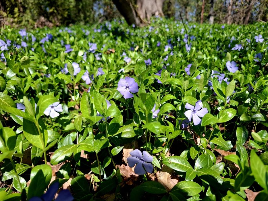 Barwinek pospolity vintage minor