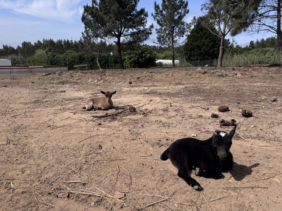 Cabras anãs novas e velhas