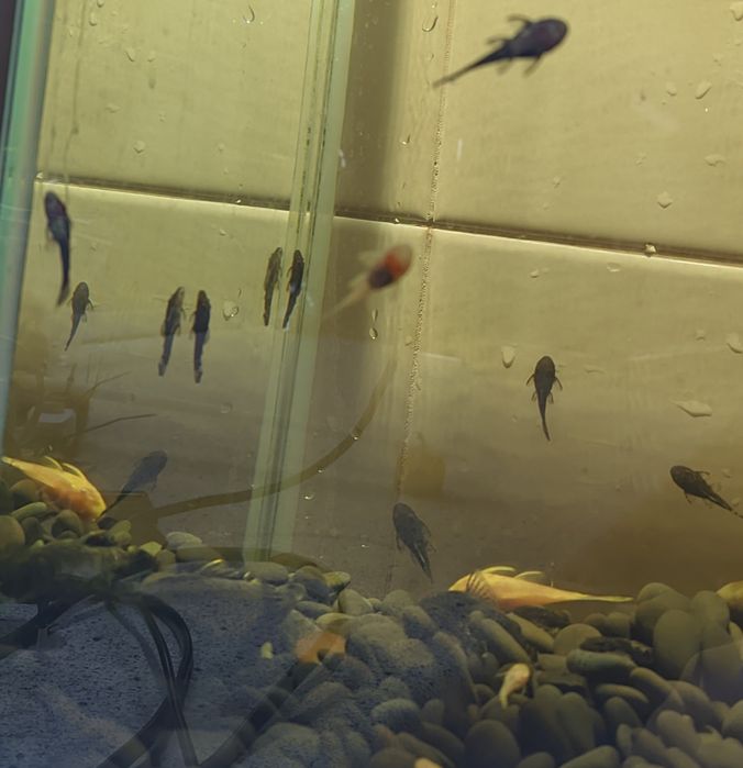 Малёк анциструса обыкновенного 1-2 -3 - 4 см, темный и альбинос