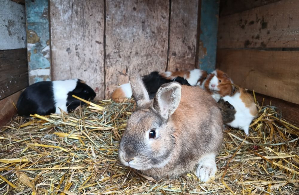 Продаж або обмін самець декоративні