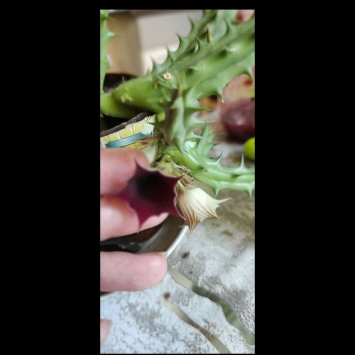 Сукуленти, Akiko, гіпеаструм білий, фікус, кімнатні рослини, гіпеастру