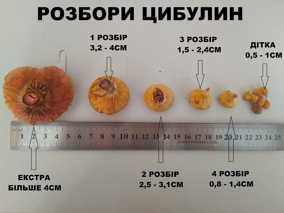 Сортові гладіолуси
